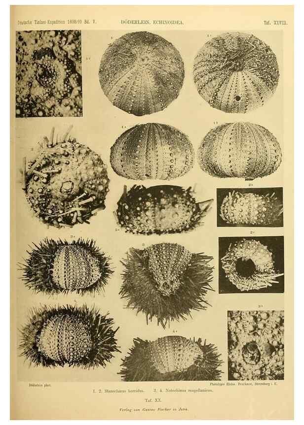 Reproducción/Reproduction 49484390018: Wissenschaftliche Ergebnisse der Deutschen Tiefsee-Expedition auf dem Dampfer ""Valdivia"" 1898-1899.. Jena,G. Fischer,1902-40.. 