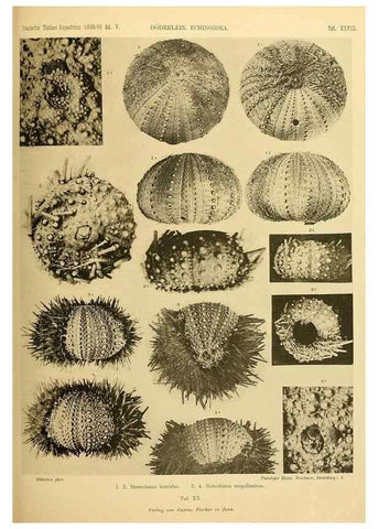 Reproducción/Reproduction 49484390018: Wissenschaftliche Ergebnisse der Deutschen Tiefsee-Expedition auf dem Dampfer ""Valdivia"" 1898-1899.. Jena,G. Fischer,1902-40.. 