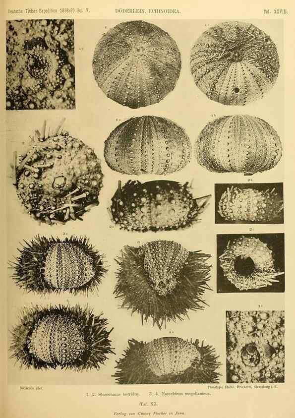 Reproducción/Reproduction 49484390018: Wissenschaftliche Ergebnisse der Deutschen Tiefsee-Expedition auf dem Dampfer ""Valdivia"" 1898-1899.. Jena,G. Fischer,1902-40.. 