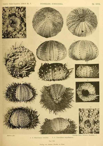 Reproducción/Reproduction 49484390018: Wissenschaftliche Ergebnisse der Deutschen Tiefsee-Expedition auf dem Dampfer ""Valdivia"" 1898-1899.. Jena,G. Fischer,1902-40.. 