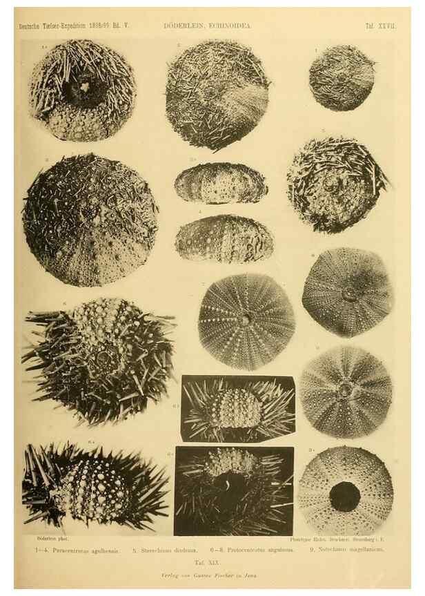 Reproducción/Reproduction 49485087232: Wissenschaftliche Ergebnisse der Deutschen Tiefsee-Expedition auf dem Dampfer ""Valdivia"" 1898-1899.. Jena,G. Fischer,1902-40.. 
