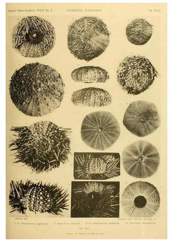 Reproducción/Reproduction 49485087232: Wissenschaftliche Ergebnisse der Deutschen Tiefsee-Expedition auf dem Dampfer ""Valdivia"" 1898-1899.. Jena,G. Fischer,1902-40.. 