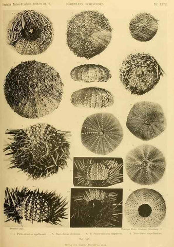 Reproducción/Reproduction 49485087232: Wissenschaftliche Ergebnisse der Deutschen Tiefsee-Expedition auf dem Dampfer ""Valdivia"" 1898-1899.. Jena,G. Fischer,1902-40.. 