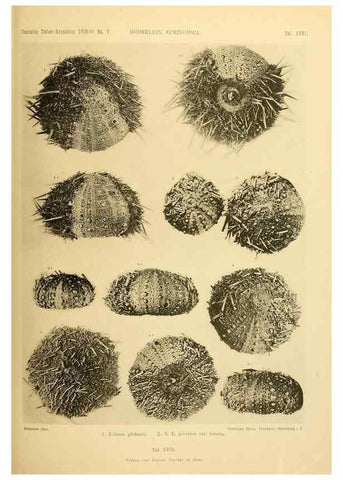 Reproducción/Reproduction 49485086867: Wissenschaftliche Ergebnisse der Deutschen Tiefsee-Expedition auf dem Dampfer ""Valdivia"" 1898-1899.. Jena,G. Fischer,1902-40.. 