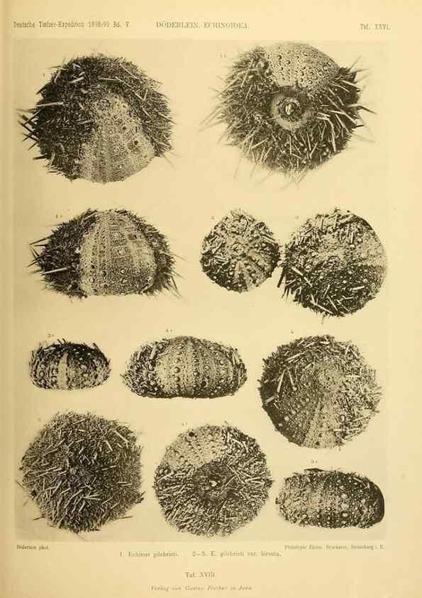 Reproducción/Reproduction 49485086867: Wissenschaftliche Ergebnisse der Deutschen Tiefsee-Expedition auf dem Dampfer ""Valdivia"" 1898-1899.. Jena,G. Fischer,1902-40.. 