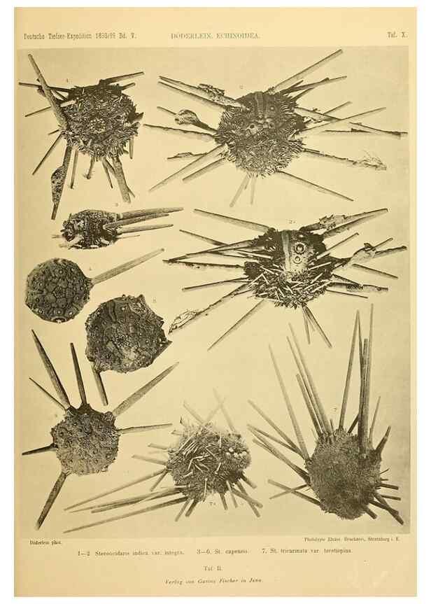 Reproducción/Reproduction 49484384163: Wissenschaftliche Ergebnisse der Deutschen Tiefsee-Expedition auf dem Dampfer ""Valdivia"" 1898-1899.. Jena,G. Fischer,1902-40.. 