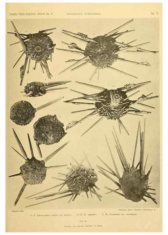Reproducción/Reproduction 49484384163: Wissenschaftliche Ergebnisse der Deutschen Tiefsee-Expedition auf dem Dampfer ""Valdivia"" 1898-1899.. Jena,G. Fischer,1902-40.. 
