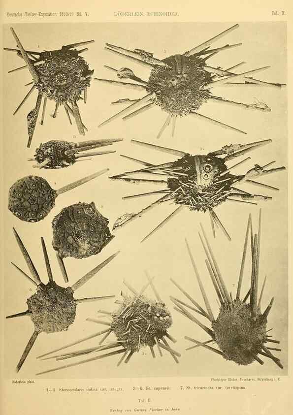 Reproducción/Reproduction 49484384163: Wissenschaftliche Ergebnisse der Deutschen Tiefsee-Expedition auf dem Dampfer ""Valdivia"" 1898-1899.. Jena,G. Fischer,1902-40.. 