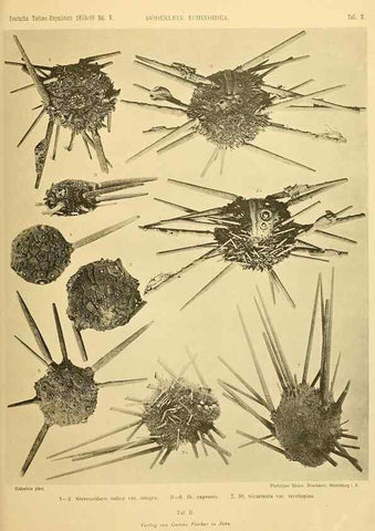 Reproducción/Reproduction 49484384163: Wissenschaftliche Ergebnisse der Deutschen Tiefsee-Expedition auf dem Dampfer ""Valdivia"" 1898-1899.. Jena,G. Fischer,1902-40.. 