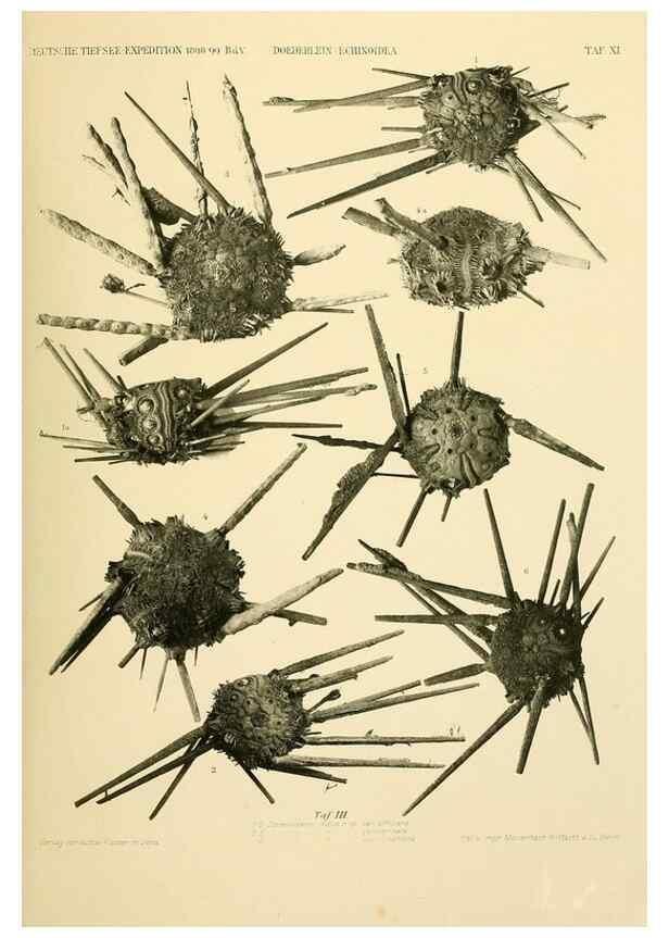 Reproducción/Reproduction 49484875931: Wissenschaftliche Ergebnisse der Deutschen Tiefsee-Expedition auf dem Dampfer ""Valdivia"" 1898-1899.. Jena,G. Fischer,1902-40.. 