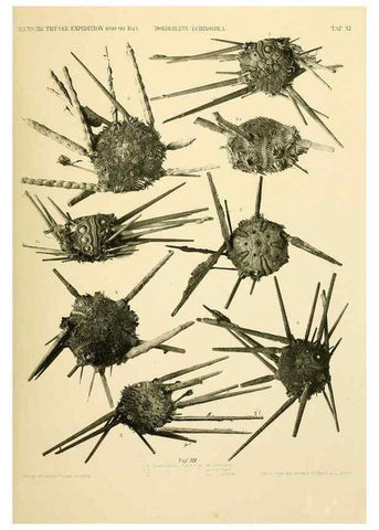 Reproducción/Reproduction 49484875931: Wissenschaftliche Ergebnisse der Deutschen Tiefsee-Expedition auf dem Dampfer ""Valdivia"" 1898-1899.. Jena,G. Fischer,1902-40.. 