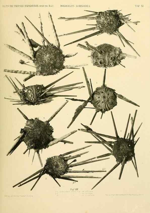Reproducción/Reproduction 49484875931: Wissenschaftliche Ergebnisse der Deutschen Tiefsee-Expedition auf dem Dampfer ""Valdivia"" 1898-1899.. Jena,G. Fischer,1902-40.. 