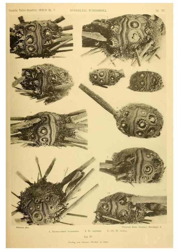 Reproducción/Reproduction 49484384888: Wissenschaftliche Ergebnisse der Deutschen Tiefsee-Expedition auf dem Dampfer ""Valdivia"" 1898-1899.. Jena,G. Fischer,1902-40.. 