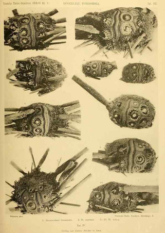 Reproducción/Reproduction 49484384888: Wissenschaftliche Ergebnisse der Deutschen Tiefsee-Expedition auf dem Dampfer ""Valdivia"" 1898-1899.. Jena,G. Fischer,1902-40.. 