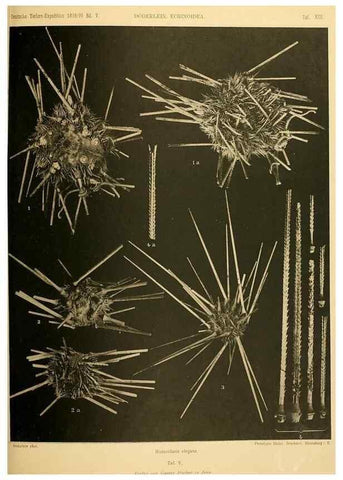 Reproducción/Reproduction 49485082612: Wissenschaftliche Ergebnisse der Deutschen Tiefsee-Expedition auf dem Dampfer ""Valdivia"" 1898-1899.. Jena,G. Fischer,1902-40.. 