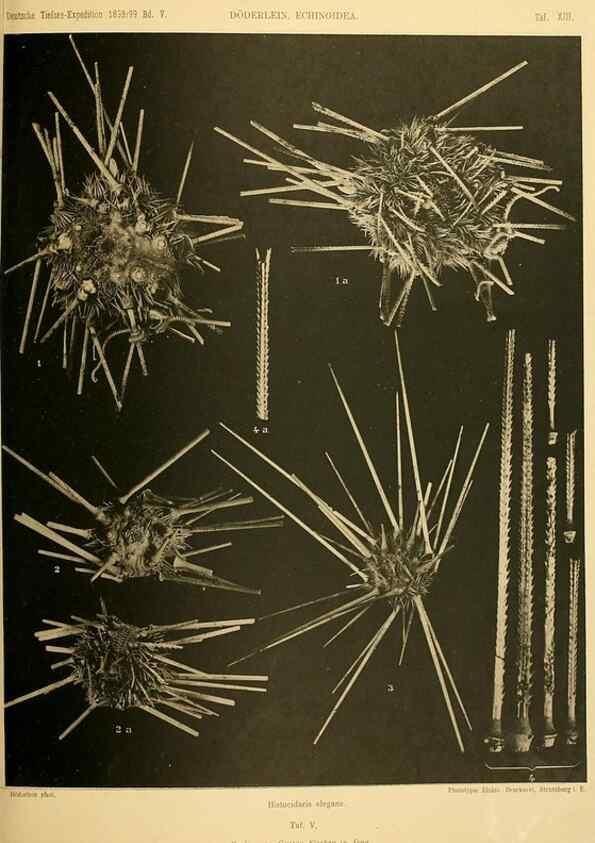 Reproducción/Reproduction 49485082612: Wissenschaftliche Ergebnisse der Deutschen Tiefsee-Expedition auf dem Dampfer ""Valdivia"" 1898-1899.. Jena,G. Fischer,1902-40.. 