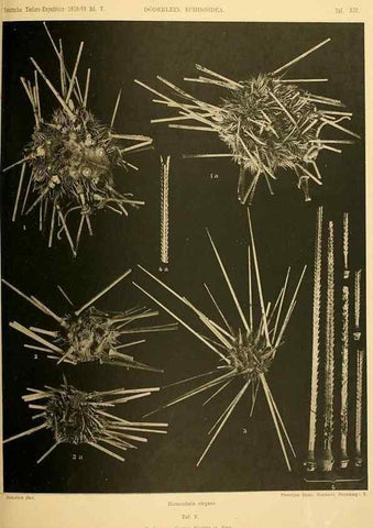 Reproducción/Reproduction 49485082612: Wissenschaftliche Ergebnisse der Deutschen Tiefsee-Expedition auf dem Dampfer ""Valdivia"" 1898-1899.. Jena,G. Fischer,1902-40.. 