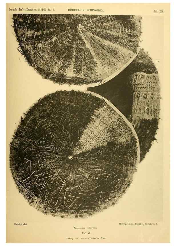 Reproducción/Reproduction 49484385663: Wissenschaftliche Ergebnisse der Deutschen Tiefsee-Expedition auf dem Dampfer ""Valdivia"" 1898-1899.. Jena,G. Fischer,1902-40.. 