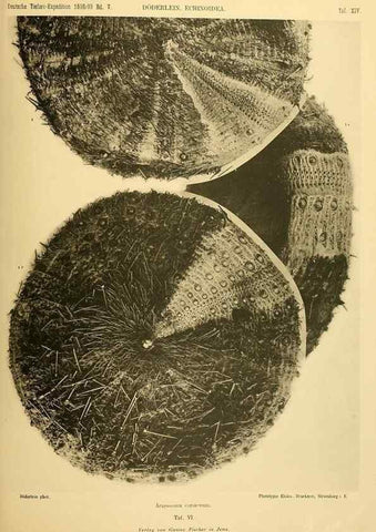 Reproducción/Reproduction 49484385663: Wissenschaftliche Ergebnisse der Deutschen Tiefsee-Expedition auf dem Dampfer ""Valdivia"" 1898-1899.. Jena,G. Fischer,1902-40.. 