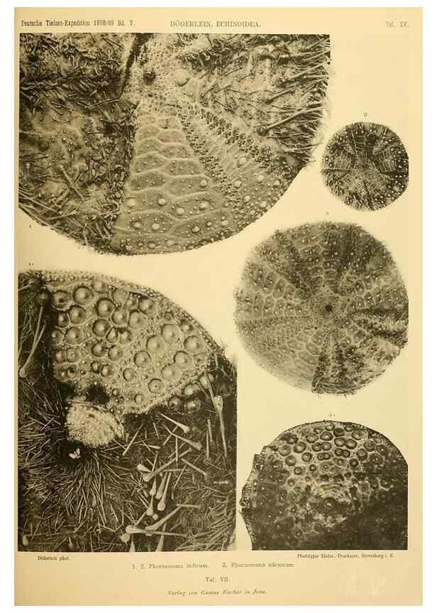 Reproducción/Reproduction 49484385928: Wissenschaftliche Ergebnisse der Deutschen Tiefsee-Expedition auf dem Dampfer ""Valdivia"" 1898-1899.. Jena,G. Fischer,1902-40.. 
