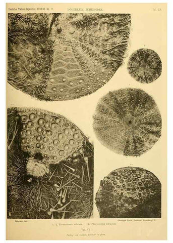 Reproducción/Reproduction 49484385928: Wissenschaftliche Ergebnisse der Deutschen Tiefsee-Expedition auf dem Dampfer ""Valdivia"" 1898-1899.. Jena,G. Fischer,1902-40.. 
