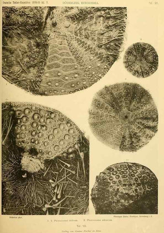 Reproducción/Reproduction 49484385928: Wissenschaftliche Ergebnisse der Deutschen Tiefsee-Expedition auf dem Dampfer ""Valdivia"" 1898-1899.. Jena,G. Fischer,1902-40.. 