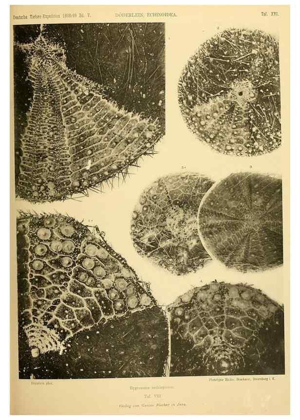 Reproducción/Reproduction 49485083632: Wissenschaftliche Ergebnisse der Deutschen Tiefsee-Expedition auf dem Dampfer ""Valdivia"" 1898-1899.. Jena,G. Fischer,1902-40.. 
