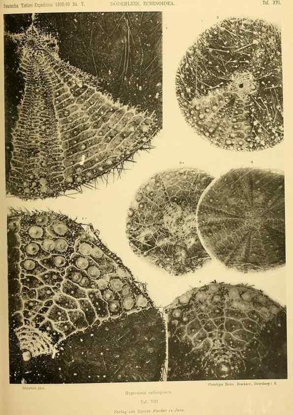 Reproducción/Reproduction 49485083632: Wissenschaftliche Ergebnisse der Deutschen Tiefsee-Expedition auf dem Dampfer ""Valdivia"" 1898-1899.. Jena,G. Fischer,1902-40.. 