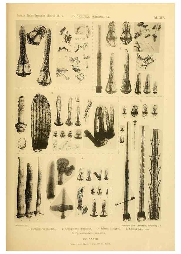 Reproducción/Reproduction 49485092102: Wissenschaftliche Ergebnisse der Deutschen Tiefsee-Expedition auf dem Dampfer ""Valdivia"" 1898-1899.. Jena,G. Fischer,1902-40.. 