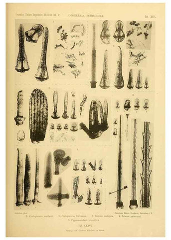 Reproducción/Reproduction 49485092102: Wissenschaftliche Ergebnisse der Deutschen Tiefsee-Expedition auf dem Dampfer ""Valdivia"" 1898-1899.. Jena,G. Fischer,1902-40.. 