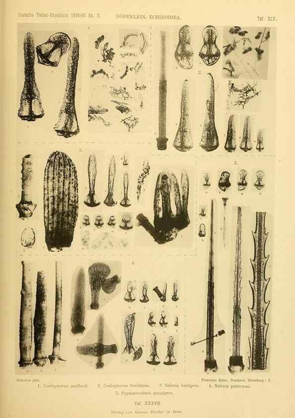 Reproducción/Reproduction 49485092102: Wissenschaftliche Ergebnisse der Deutschen Tiefsee-Expedition auf dem Dampfer ""Valdivia"" 1898-1899.. Jena,G. Fischer,1902-40.. 