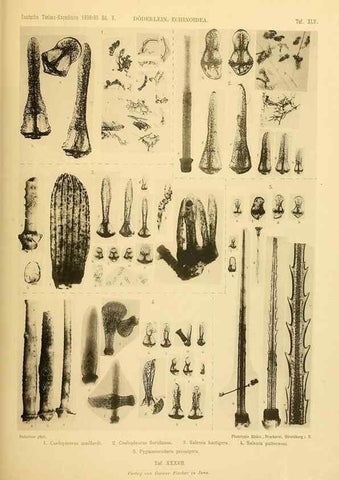Reproducción/Reproduction 49485092102: Wissenschaftliche Ergebnisse der Deutschen Tiefsee-Expedition auf dem Dampfer ""Valdivia"" 1898-1899.. Jena,G. Fischer,1902-40.. 