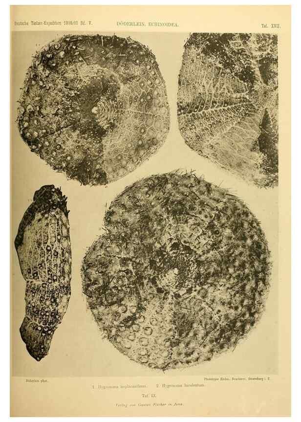 Reproducción/Reproduction 49484877771: Wissenschaftliche Ergebnisse der Deutschen Tiefsee-Expedition auf dem Dampfer ""Valdivia"" 1898-1899.. Jena,G. Fischer,1902-40.. 