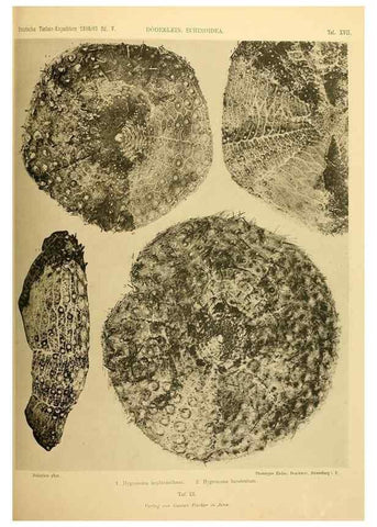 Reproducción/Reproduction 49484877771: Wissenschaftliche Ergebnisse der Deutschen Tiefsee-Expedition auf dem Dampfer ""Valdivia"" 1898-1899.. Jena,G. Fischer,1902-40.. 