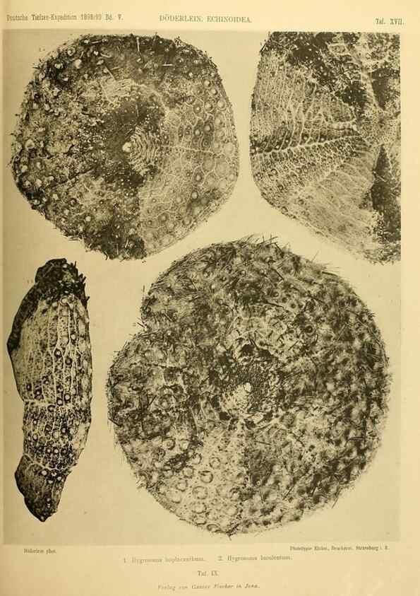 Reproducción/Reproduction 49484877771: Wissenschaftliche Ergebnisse der Deutschen Tiefsee-Expedition auf dem Dampfer ""Valdivia"" 1898-1899.. Jena,G. Fischer,1902-40.. 