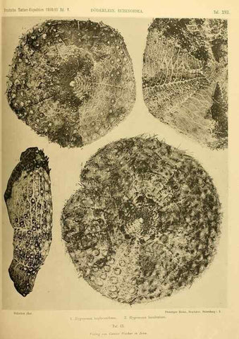 Reproducción/Reproduction 49484877771: Wissenschaftliche Ergebnisse der Deutschen Tiefsee-Expedition auf dem Dampfer ""Valdivia"" 1898-1899.. Jena,G. Fischer,1902-40.. 