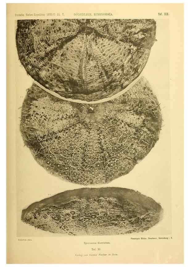 Reproducción/Reproduction 49484878416: Wissenschaftliche Ergebnisse der Deutschen Tiefsee-Expedition auf dem Dampfer ""Valdivia"" 1898-1899.. Jena,G. Fischer,1902-40.. 