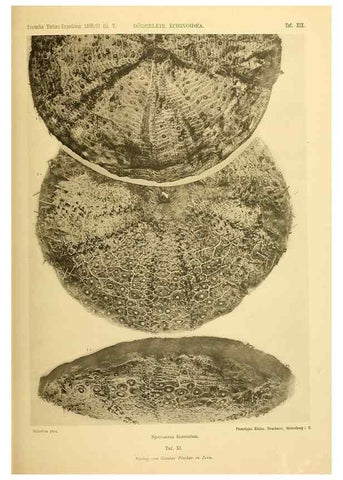 Reproducción/Reproduction 49484878416: Wissenschaftliche Ergebnisse der Deutschen Tiefsee-Expedition auf dem Dampfer ""Valdivia"" 1898-1899.. Jena,G. Fischer,1902-40.. 