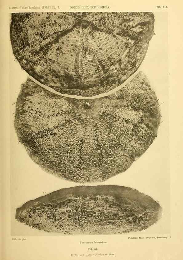 Reproducción/Reproduction 49484878416: Wissenschaftliche Ergebnisse der Deutschen Tiefsee-Expedition auf dem Dampfer ""Valdivia"" 1898-1899.. Jena,G. Fischer,1902-40.. 