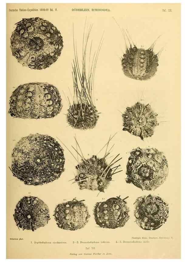 Reproducción/Reproduction 49484878711: Wissenschaftliche Ergebnisse der Deutschen Tiefsee-Expedition auf dem Dampfer ""Valdivia"" 1898-1899.. Jena,G. Fischer,1902-40.. 