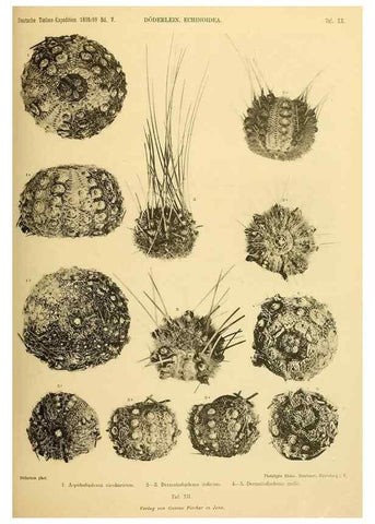 Reproducción/Reproduction 49484878711: Wissenschaftliche Ergebnisse der Deutschen Tiefsee-Expedition auf dem Dampfer ""Valdivia"" 1898-1899.. Jena,G. Fischer,1902-40.. 