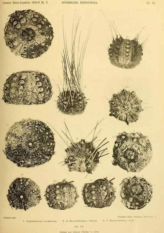 Reproducción/Reproduction 49484878711: Wissenschaftliche Ergebnisse der Deutschen Tiefsee-Expedition auf dem Dampfer ""Valdivia"" 1898-1899.. Jena,G. Fischer,1902-40.. 
