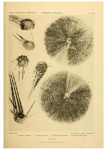 Reproducción/Reproduction 49485085407: Wissenschaftliche Ergebnisse der Deutschen Tiefsee-Expedition auf dem Dampfer ""Valdivia"" 1898-1899.. Jena,G. Fischer,1902-40.. 
