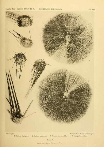 Reproducción/Reproduction 49485085407: Wissenschaftliche Ergebnisse der Deutschen Tiefsee-Expedition auf dem Dampfer ""Valdivia"" 1898-1899.. Jena,G. Fischer,1902-40.. 