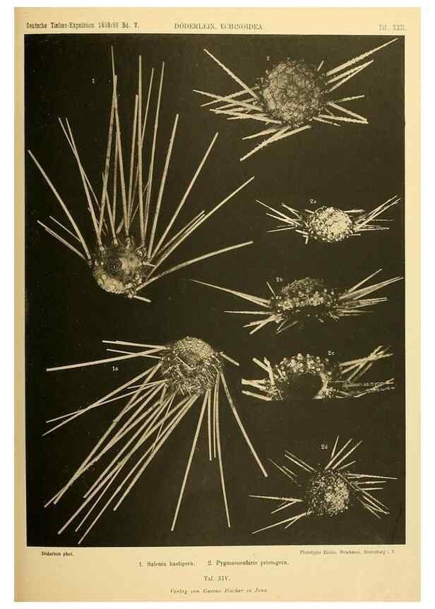 Reproducción/Reproduction 49484388193: Wissenschaftliche Ergebnisse der Deutschen Tiefsee-Expedition auf dem Dampfer ""Valdivia"" 1898-1899.. Jena,G. Fischer,1902-40.. 