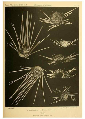 Reproducción/Reproduction 49484388193: Wissenschaftliche Ergebnisse der Deutschen Tiefsee-Expedition auf dem Dampfer ""Valdivia"" 1898-1899.. Jena,G. Fischer,1902-40.. 