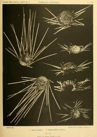 Reproducción/Reproduction 49484388193: Wissenschaftliche Ergebnisse der Deutschen Tiefsee-Expedition auf dem Dampfer ""Valdivia"" 1898-1899.. Jena,G. Fischer,1902-40.. 