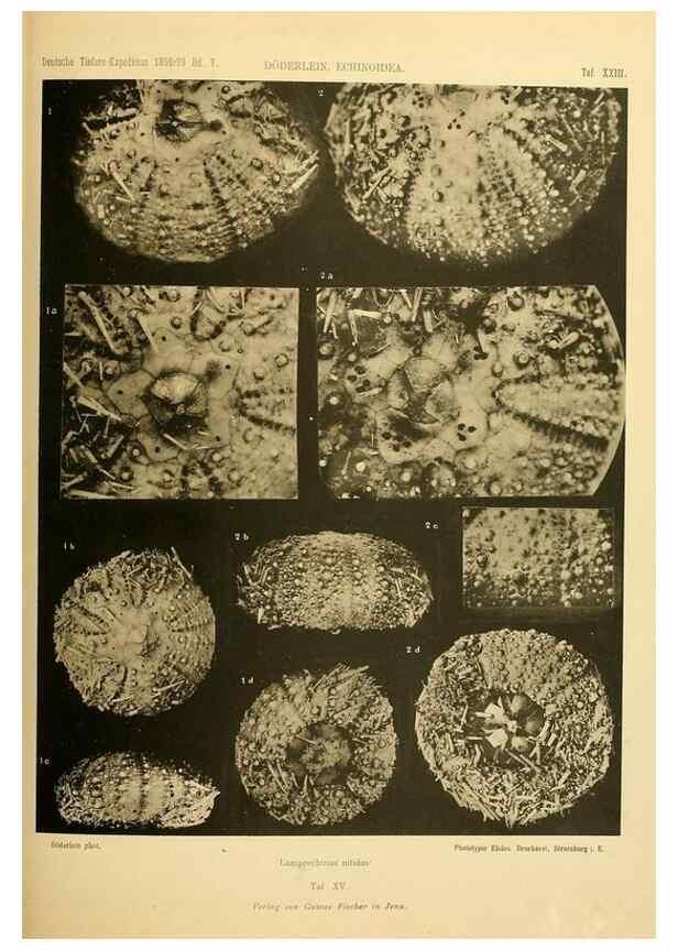 Reproducción/Reproduction 49484388533: Wissenschaftliche Ergebnisse der Deutschen Tiefsee-Expedition auf dem Dampfer ""Valdivia"" 1898-1899.. Jena,G. Fischer,1902-40.. 
