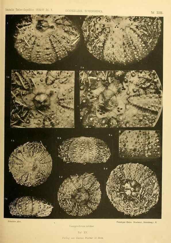 Reproducción/Reproduction 49484388533: Wissenschaftliche Ergebnisse der Deutschen Tiefsee-Expedition auf dem Dampfer ""Valdivia"" 1898-1899.. Jena,G. Fischer,1902-40.. 