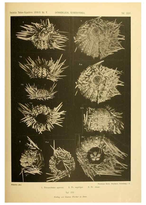 Reproducción/Reproduction 49485086277: Wissenschaftliche Ergebnisse der Deutschen Tiefsee-Expedition auf dem Dampfer ""Valdivia"" 1898-1899.. Jena,G. Fischer,1902-40.. 